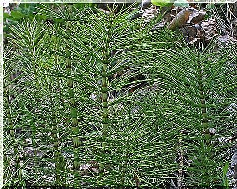 depurative infusions based on field horsetail