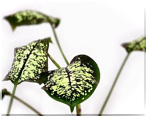 the dumb cane is one of the dangerous plants