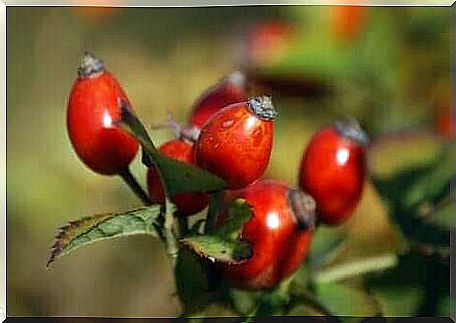 Rosehip tea has many benefits.