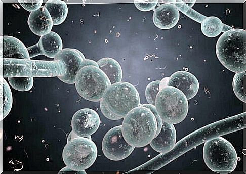 The risks of Candida auris