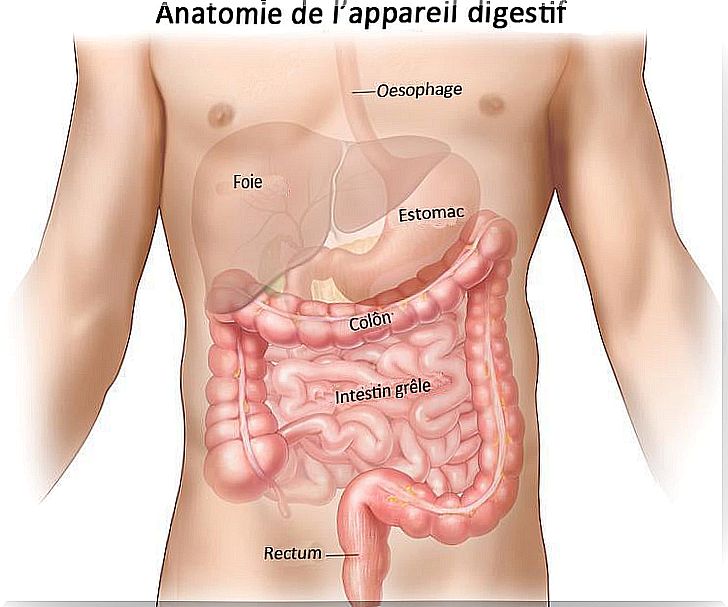 Anatomy of the digestive system 