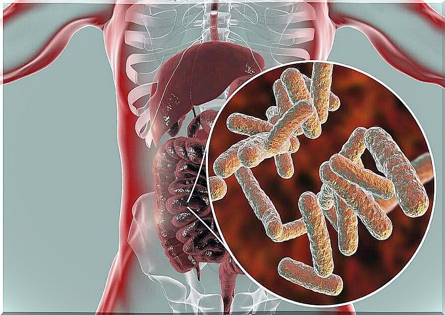 Bacteria of the intestinal flora 