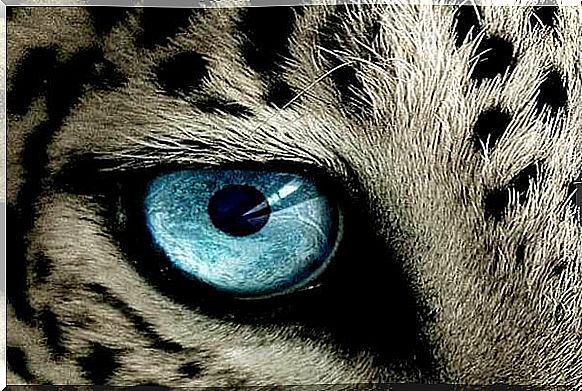 Eye of tiger