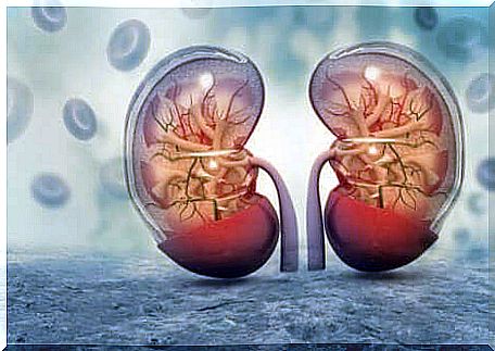 The functioning of the kidneys enables many things in the body.