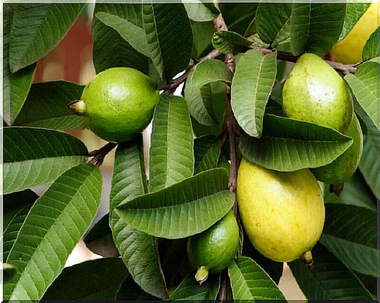 Guava leaves to treat damaged hair.