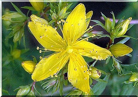 St. John's Wort