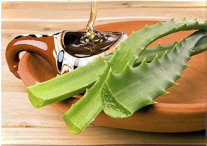 the aloe vera