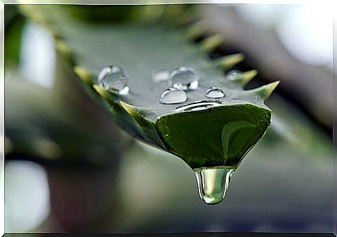 Aloe vera for shiny hair.