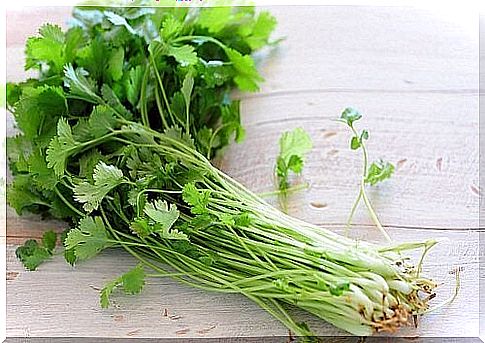 cilantro infusion to treat eye infections