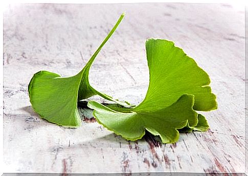 Gingko biloba for pain emanating from inflammation of the sciatic nerve