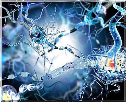 Hemispherectomy and neural connections in the brain